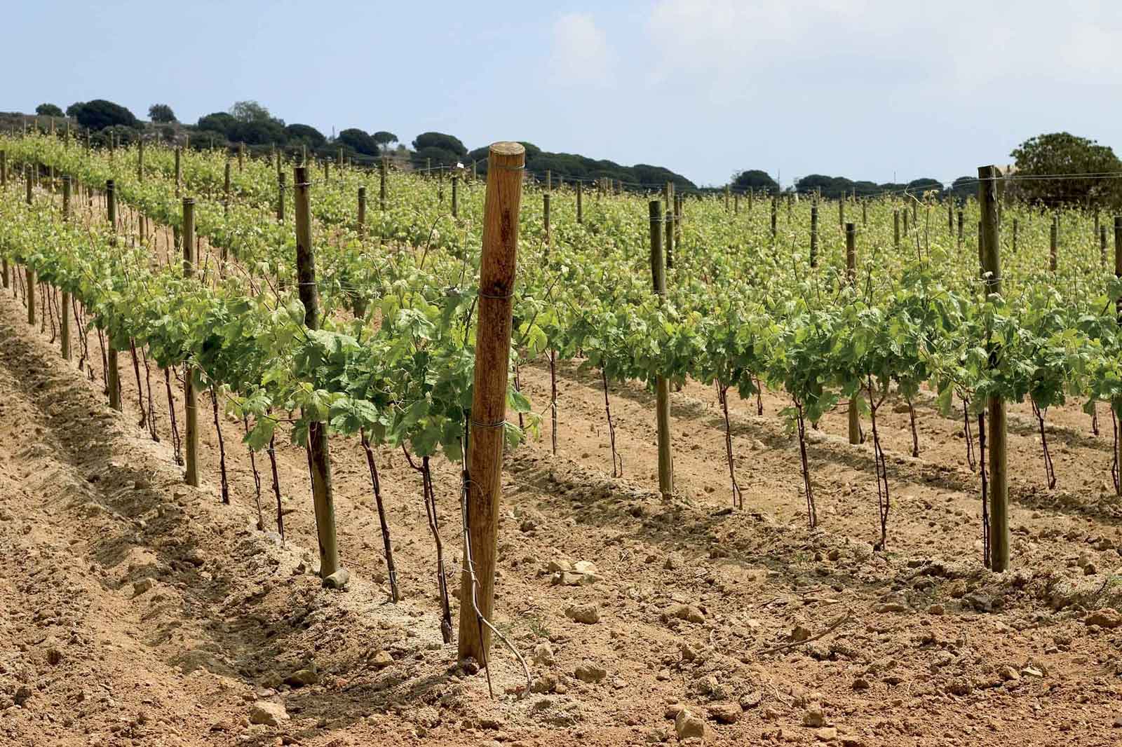 arboriculture en france - arboriculture fruitière